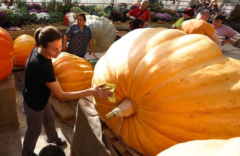 نمایش کدوتنبل های بزرگ در باغ گیاه شناسی شهر مسکو