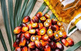 آزمایش پالم روغن های سرخ کردنی