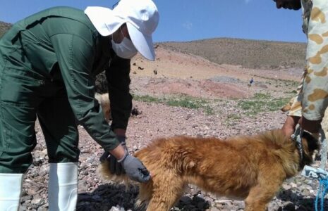 انتقال بیماری خطرناک از حیوانات اهلی به انسان بیماری اهلی