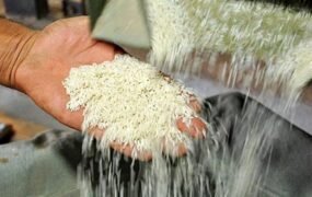 قیمت برنج