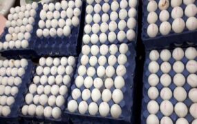 قیمت تخم مرغ