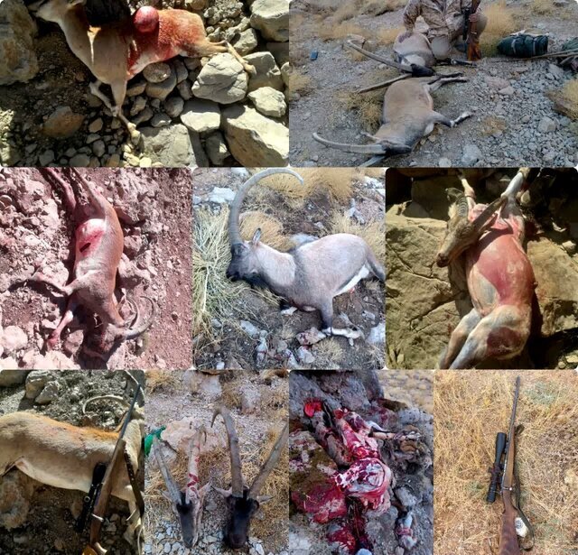 بی‌رحم‌ترین شکارچی ایران