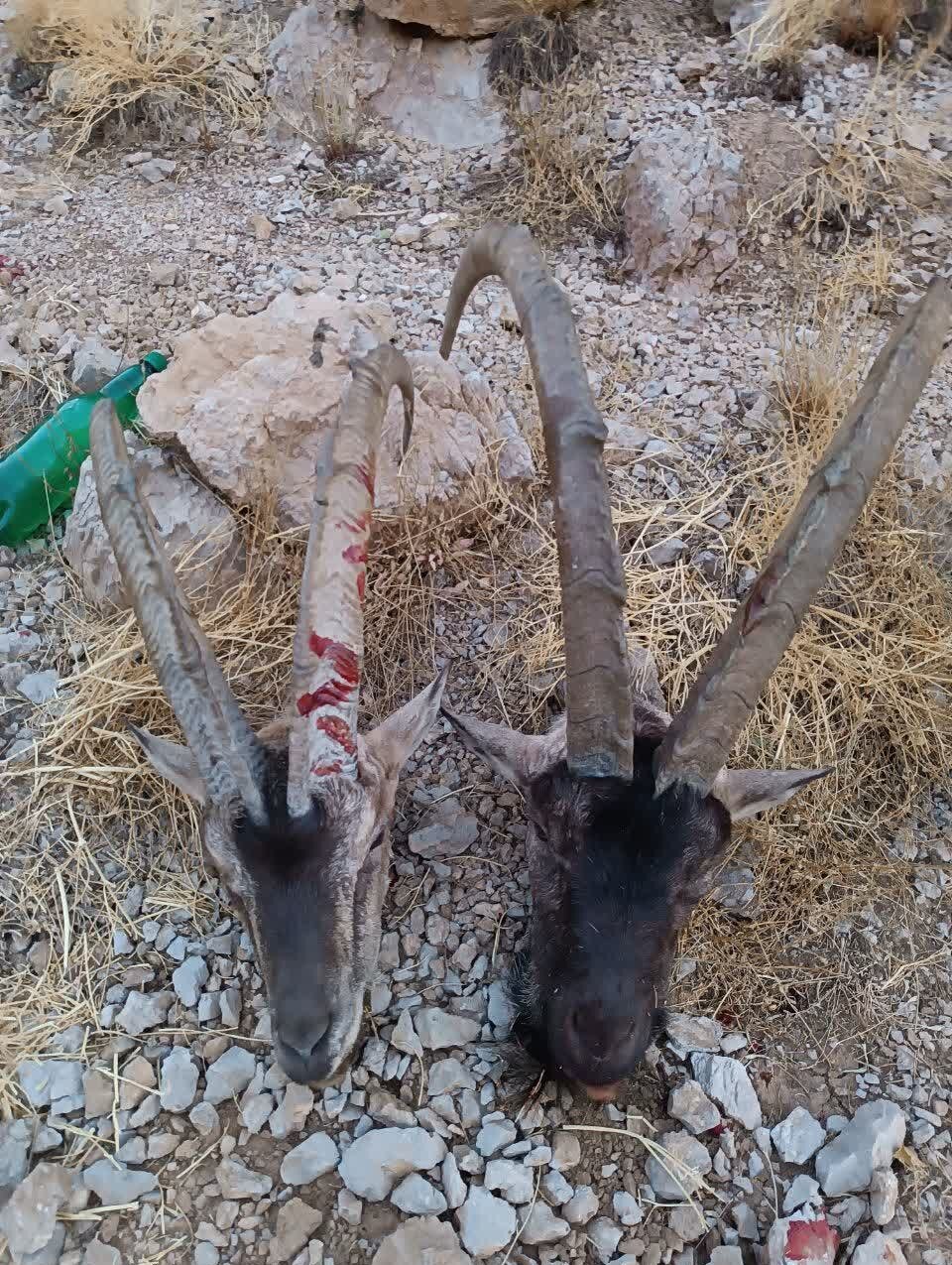 بی‌رحم‌ترین شکارچی ایران