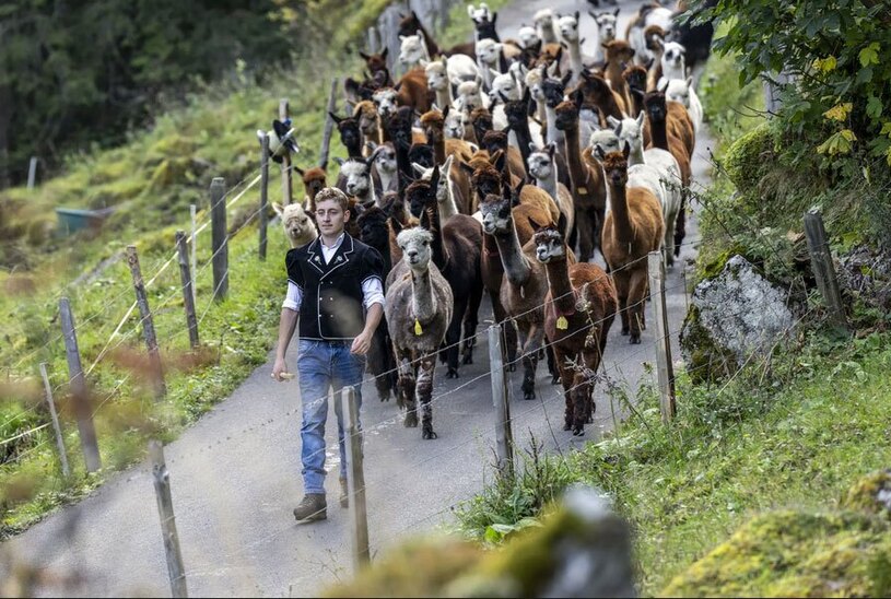 هدایت 77 آلپاکا و لاما به سمت مناطق قشلاقی