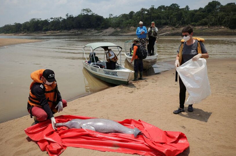 دیدنی های امروز؛ از دلفین های تلف شده برزیل تا کنفرانس سالانه حزب محافظه کار انگلیس دلفین های تلف شده در ساحل آمازون برزیل