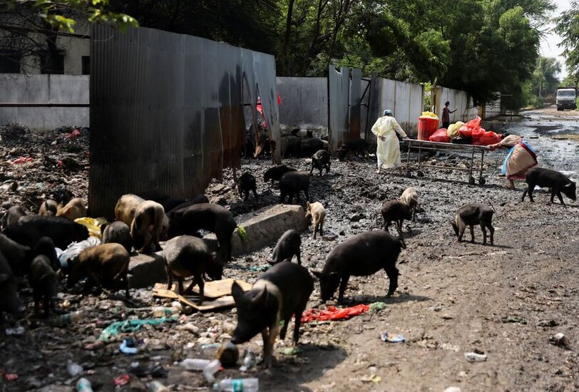 دیدنی های امروز؛ از دلفین های تلف شده برزیل تا کنفرانس سالانه حزب محافظه کار انگلیس تغذیه خوک ها از زباله ها و ضایعات