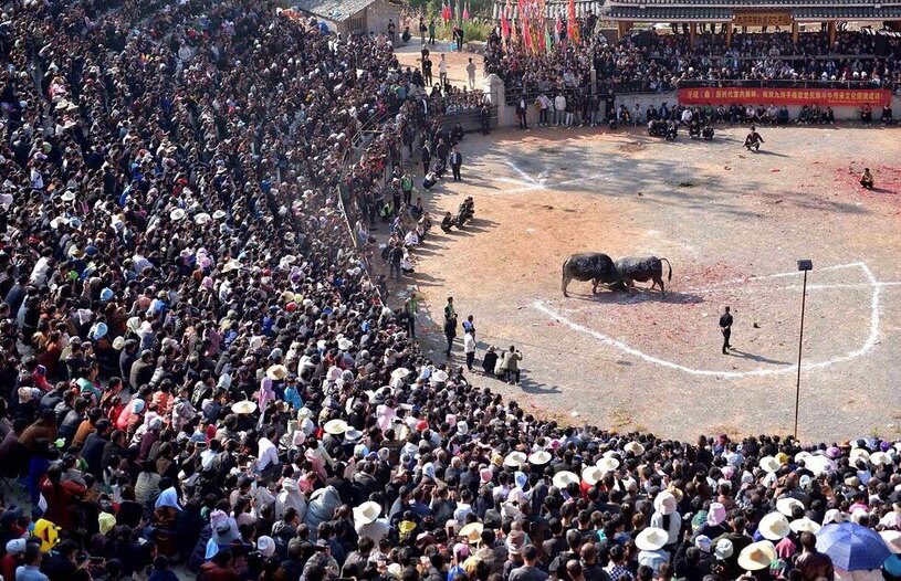 جشنواره گاوبازی در گویژو چین