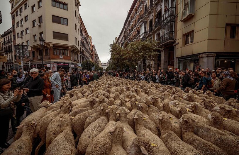 عبور گله های گوسفند از خیابان های شهر مادرید