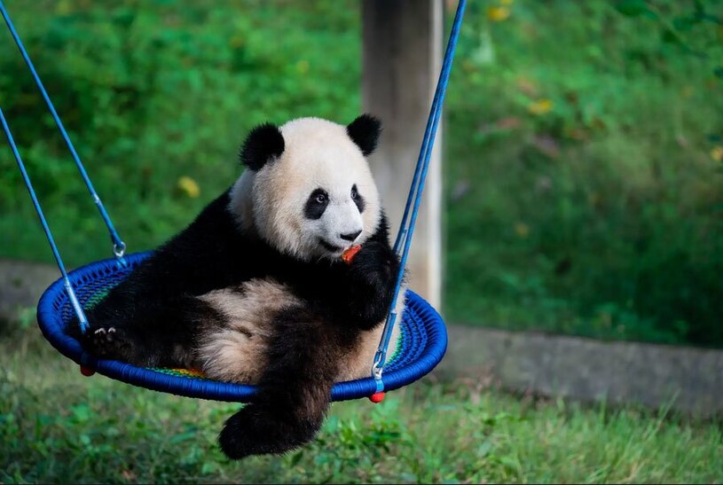 دیدنی های امروز؛ از جشن هالوین در دنیا تا وحشت هالوین در غزه تاب بازی یک پاندا در باغ وحشی