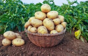 سیب زمینی بوی تلخی