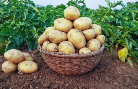 سیب زمینی بوی تلخی