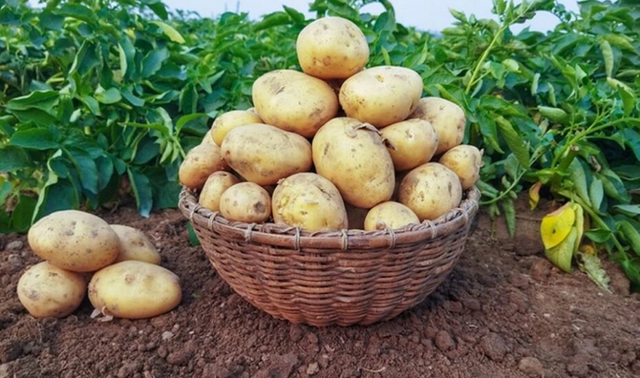 سیب زمینی بوی تلخی