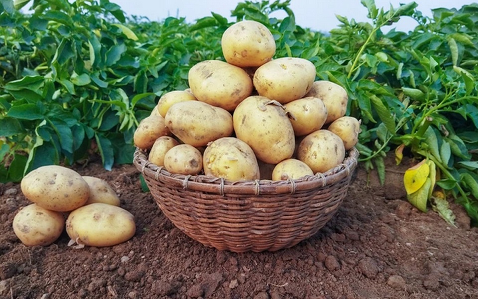 سیب زمینی بوی تلخی