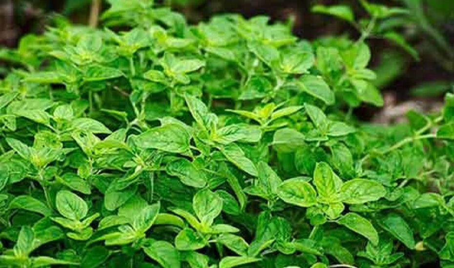 پونه برای سلامتی
