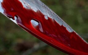 قتل همسر رابطه با خواستگار سابق