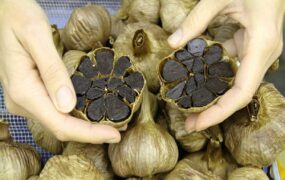 سیر سیاه لاغری