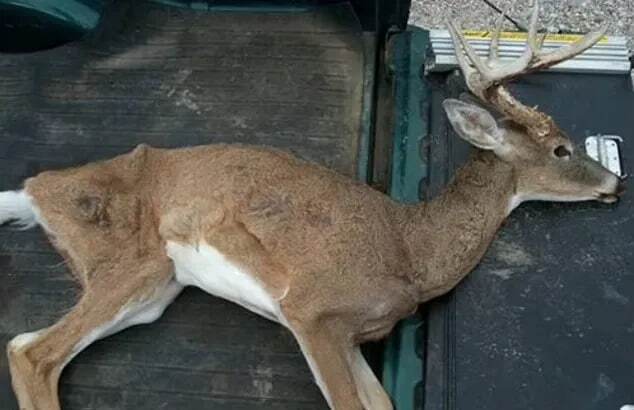 اولین مورد تأیید شده از بیماری زامبی گوزن ها در پارک ملی یلواستون آمریکا بیماری زامبی گوزن ها