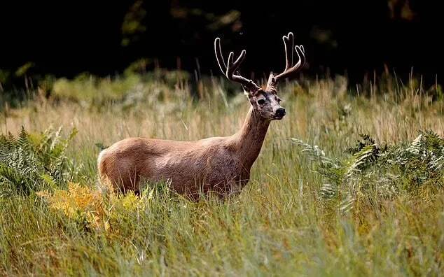 اولین مورد تأیید شده از بیماری زامبی گوزن ها در پارک ملی یلواستون آمریکا بیماری زامبی گوزن ها