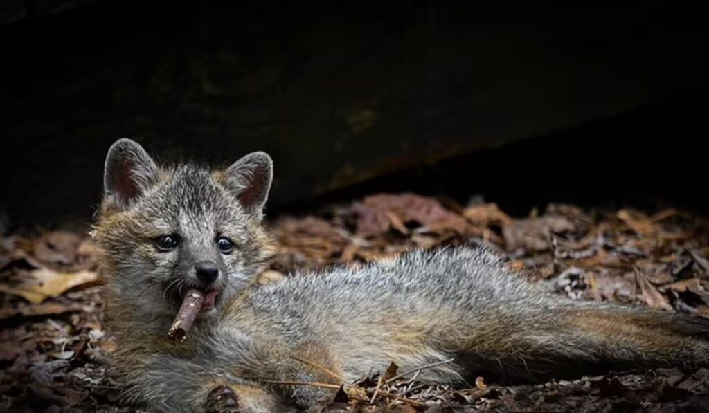 کانگورو با ژست هنری، برنده مسابقه عکاسی طنز حیاتوحش ۲۰۲۳ روباه با سیگار
