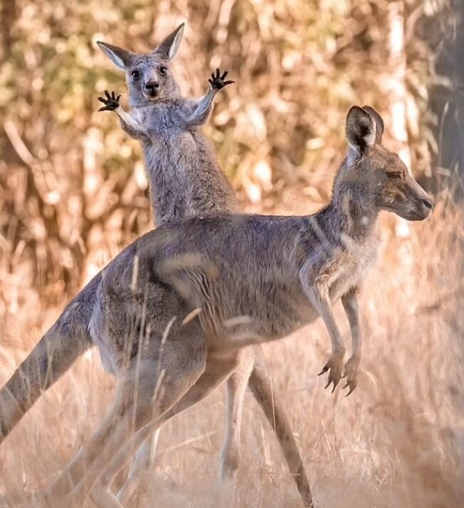 کانگورو با ژست هنری، برنده مسابقه عکاسی طنز حیاتوحش ۲۰۲۳ دالی
