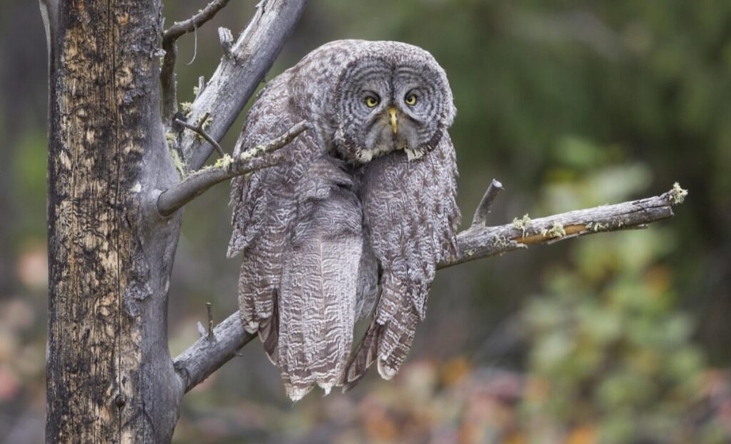 کانگورو با ژست هنری، برنده مسابقه عکاسی طنز حیاتوحش ۲۰۲۳ افسردگی صبح شنبه