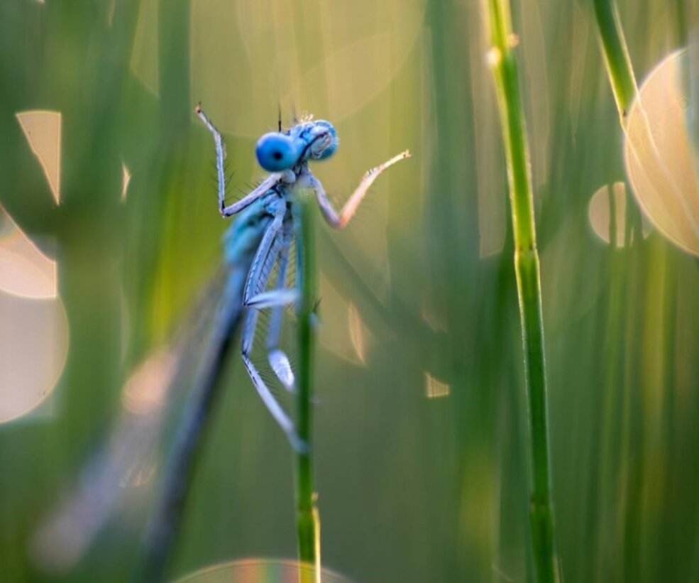 کانگورو با ژست هنری، برنده مسابقه عکاسی طنز حیاتوحش ۲۰۲۳ نمیدانم