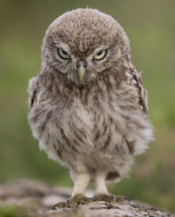 کانگورو با ژست هنری، برنده مسابقه عکاسی طنز حیاتوحش ۲۰۲۳ پرنده خشمگین