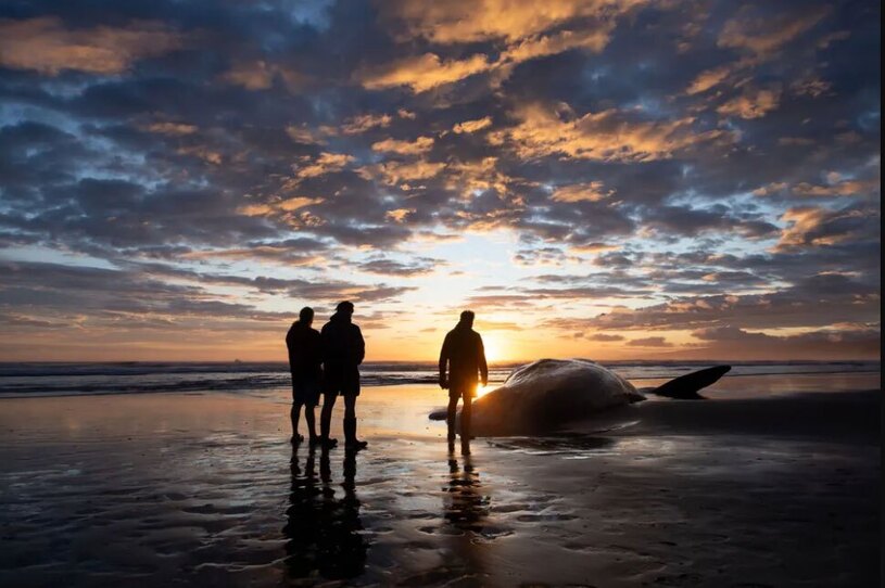 نهنگ تلف شده در سواحل نیوزیلند