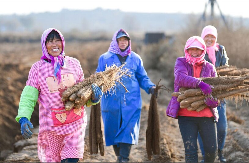 دیدنی های امروز؛ بزرگ ترین تظاهرات حامیان فلسطین در لندن برداشت سیب زمینی از زمین های کشاورزی مغولستان