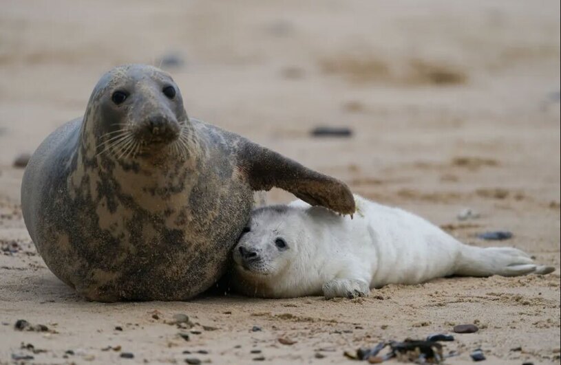 دیدنی های امروز؛ از تمرینات یک مدرسه نظامی در روسیه تا وضع فاجعه بار بیمارستان غزه بدون شرح