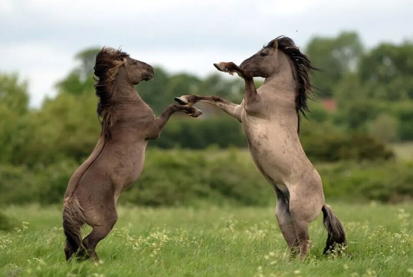 دیدنی های امروز؛ از تمرینات یک مدرسه نظامی در روسیه تا وضع فاجعه بار بیمارستان غزه بدون شرح