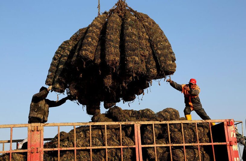 صید صدف از سواحل اقیانوس آرام 