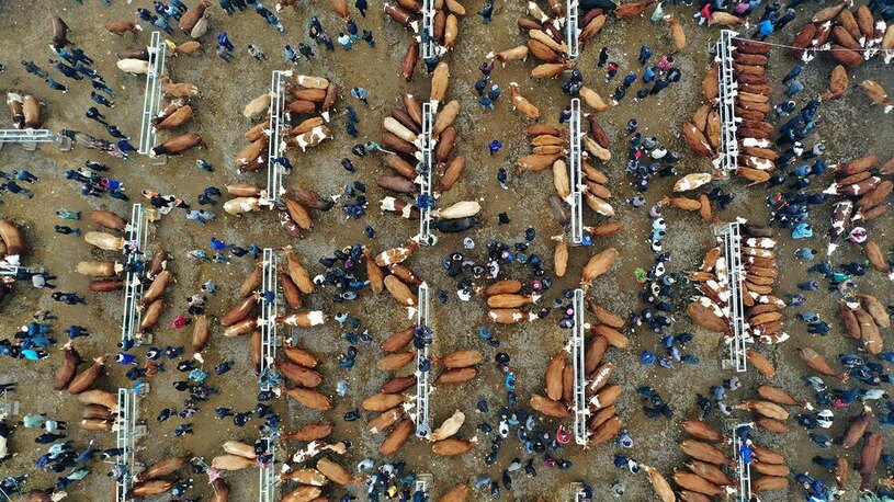 بازار خرید و فروش احشام در چین