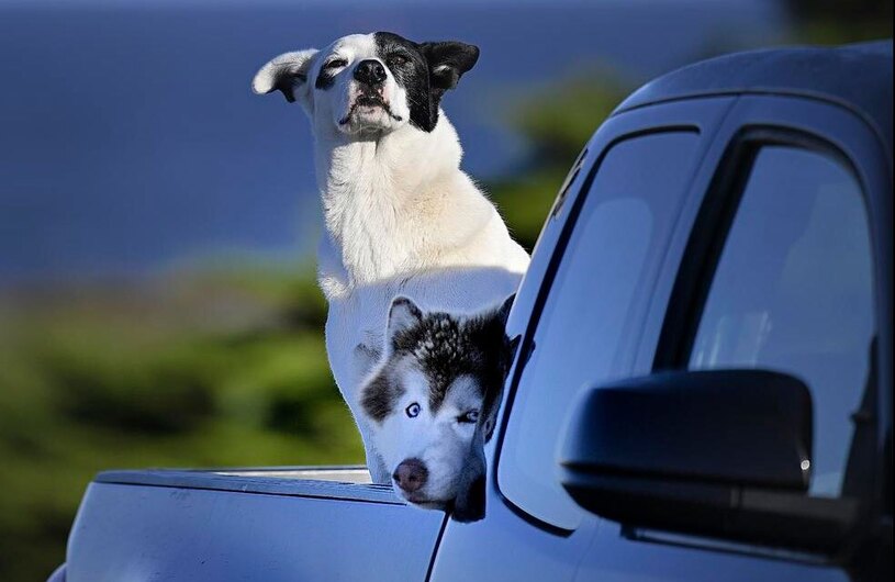 دیدنی های امروز؛ روز جهانی کودک به یاد کودکان غزه سگ های سوار بر یک وانت در کالیفرنیا