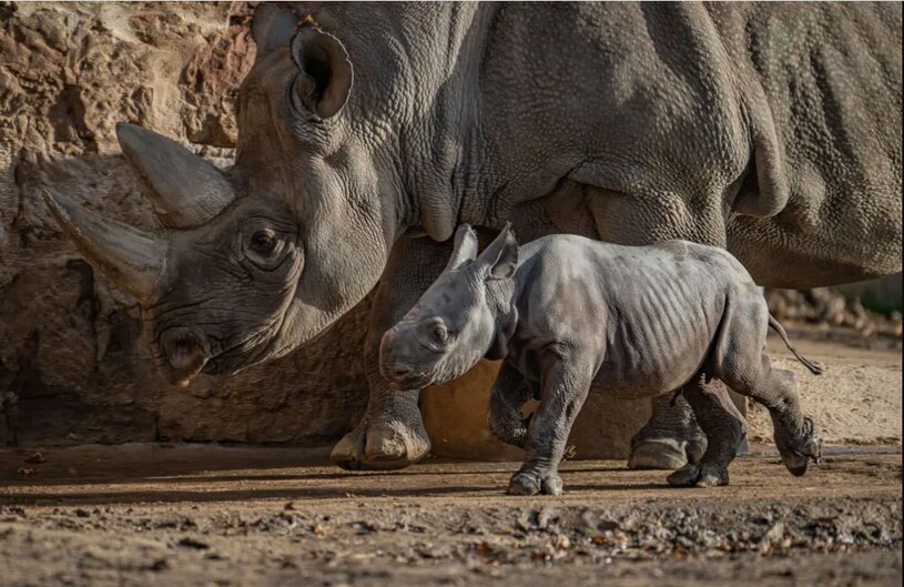 باغ وحش چستر انگلیس