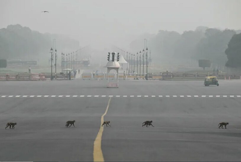 عبور میمون ها از بزرگراهی در شهر دهلی هند