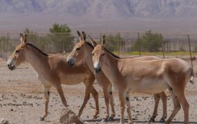 گورخرهای ایرانی پارک ملی کویر
