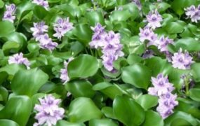 سنبل آبی تالاب انزلی