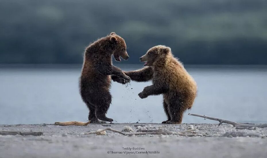 عکس‌های برگزیده جایزه عکاسی کمدی از حیات وحش