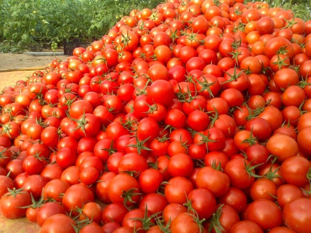 قبمت گوجه و خیار