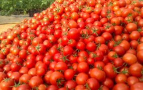 قبمت گوجه و خیار