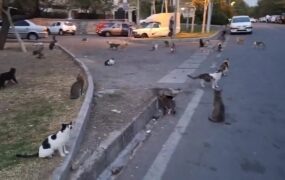 لشکر کشی گربه ها