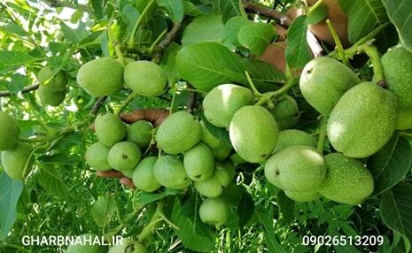 نهال گردو پیوندی