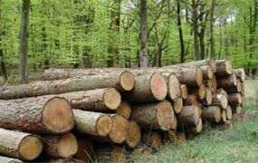 کشف قاچاق چوب
