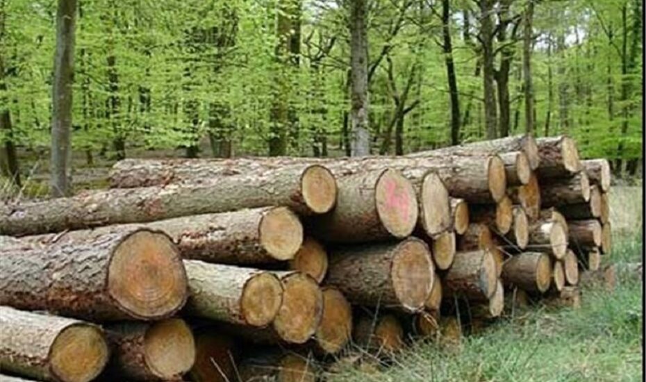 کشف قاچاق چوب