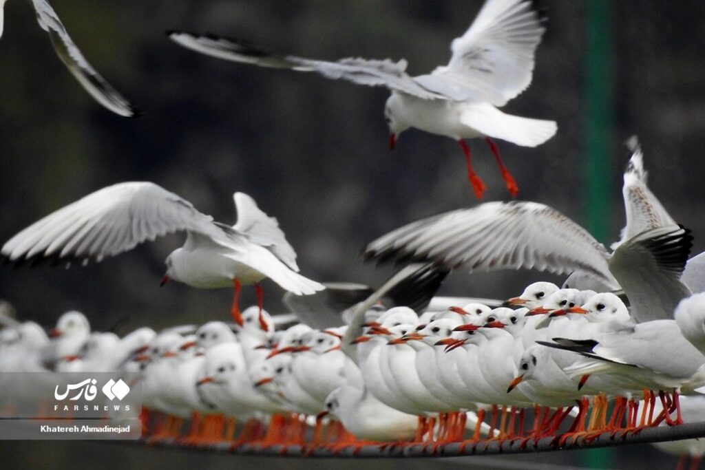 مهاجران سیبری در بندر انزلی/ عکس مهاجران سیبری