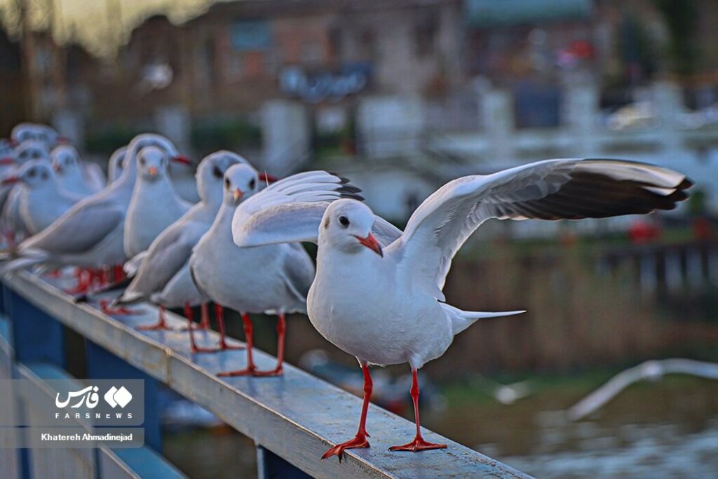 مهاجران سیبری در بندر انزلی/ عکس مهاجران سیبری