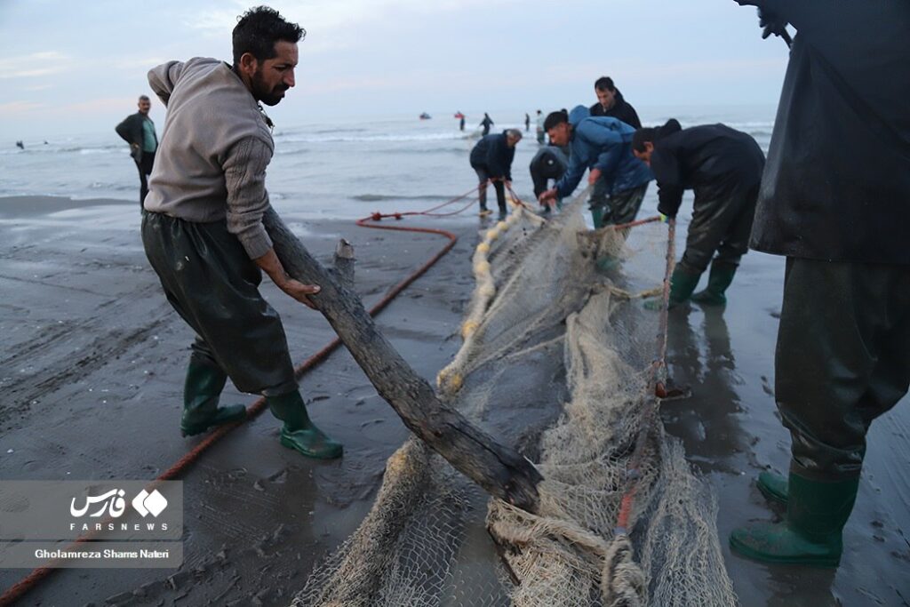 اینجا تور صیادان به درخت می‌خورد