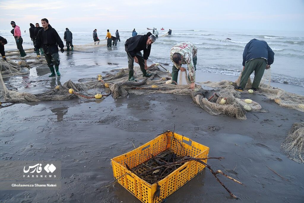 اینجا تور صیادان به درخت می‌خورد