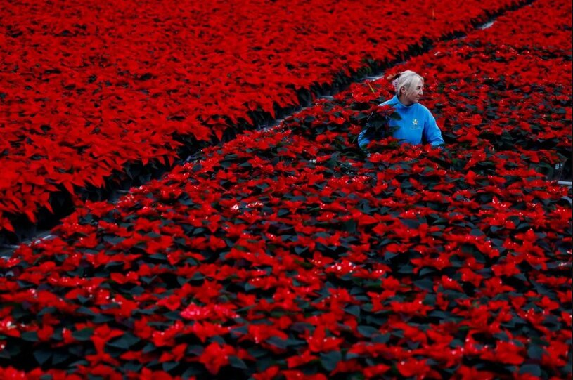 مزرعه گل در ایرلند